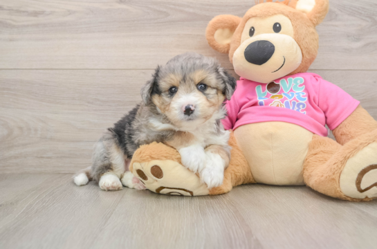 Best Aussiechon Baby