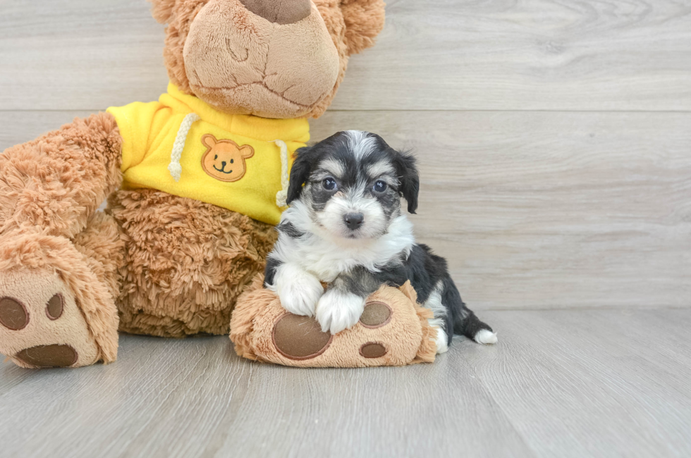 6 week old Aussiechon Puppy For Sale - Lone Star Pups