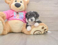 5 week old Aussiechon Puppy For Sale - Lone Star Pups