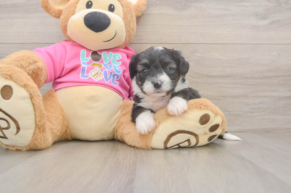 5 week old Aussiechon Puppy For Sale - Lone Star Pups