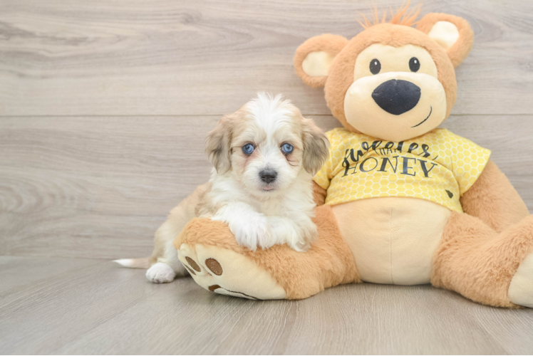 Smart Aussiechon Designer Pup