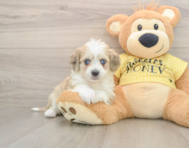 8 week old Aussiechon Puppy For Sale - Lone Star Pups