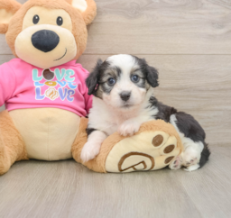 6 week old Aussiechon Puppy For Sale - Lone Star Pups