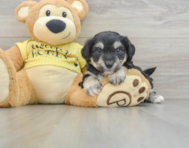 7 week old Aussiechon Puppy For Sale - Lone Star Pups