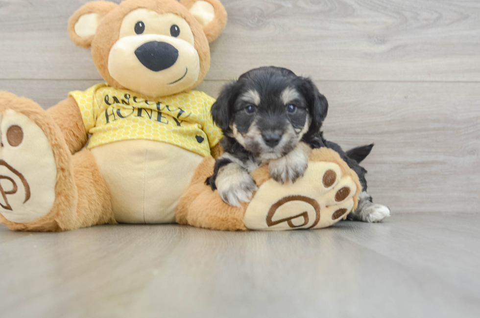 5 week old Aussiechon Puppy For Sale - Lone Star Pups