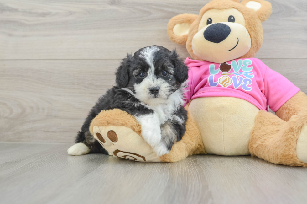 5 week old Aussiechon Puppy For Sale - Lone Star Pups