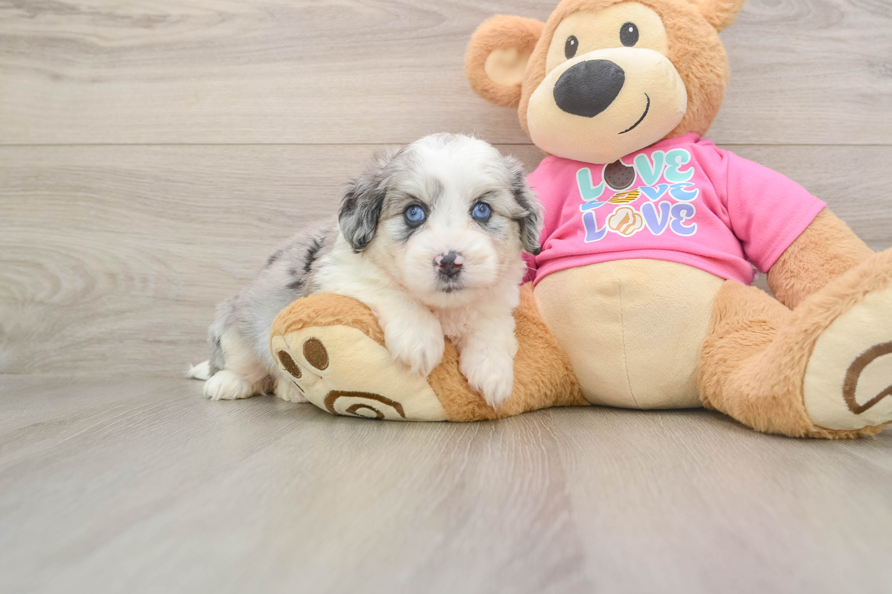 Best Aussiechon Baby