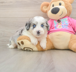 5 week old Aussiechon Puppy For Sale - Lone Star Pups