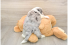 Smart Aussiechon Designer Pup