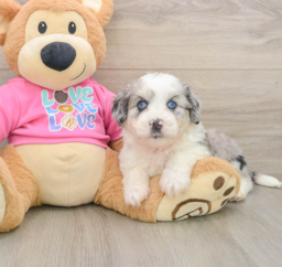 5 week old Aussiechon Puppy For Sale - Lone Star Pups