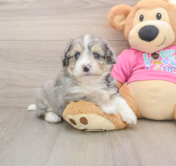 7 week old Aussiechon Puppy For Sale - Lone Star Pups