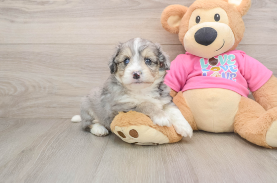Smart Aussiechon Designer Pup