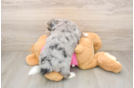 Aussiechon Pup Being Cute