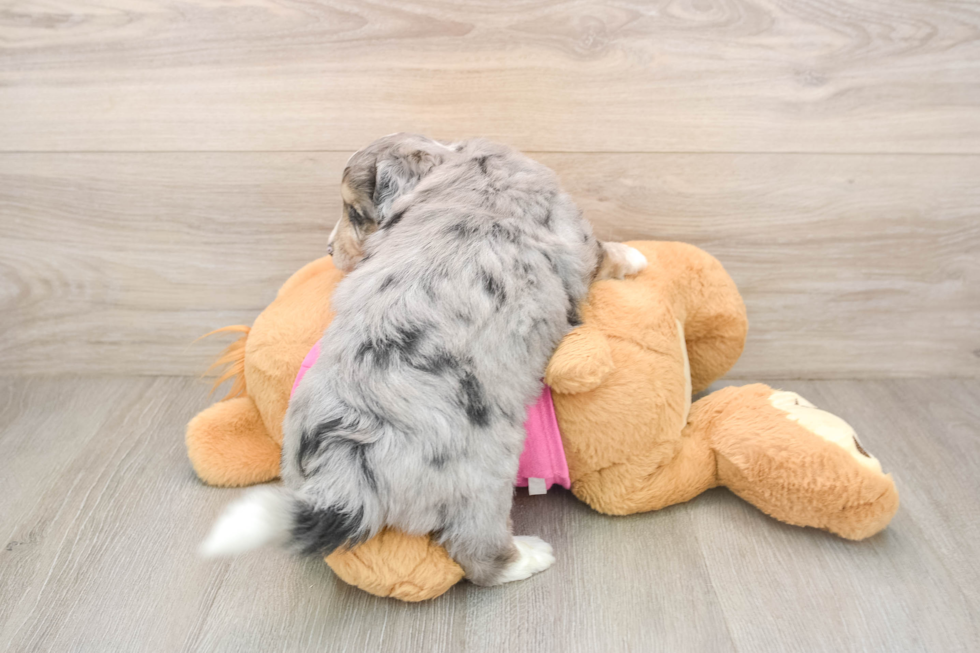 Aussiechon Pup Being Cute