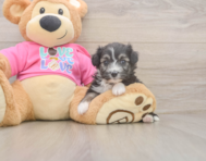 5 week old Aussiechon Puppy For Sale - Lone Star Pups