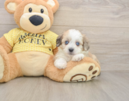 8 week old Aussiechon Puppy For Sale - Lone Star Pups