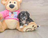 6 week old Aussiechon Puppy For Sale - Lone Star Pups
