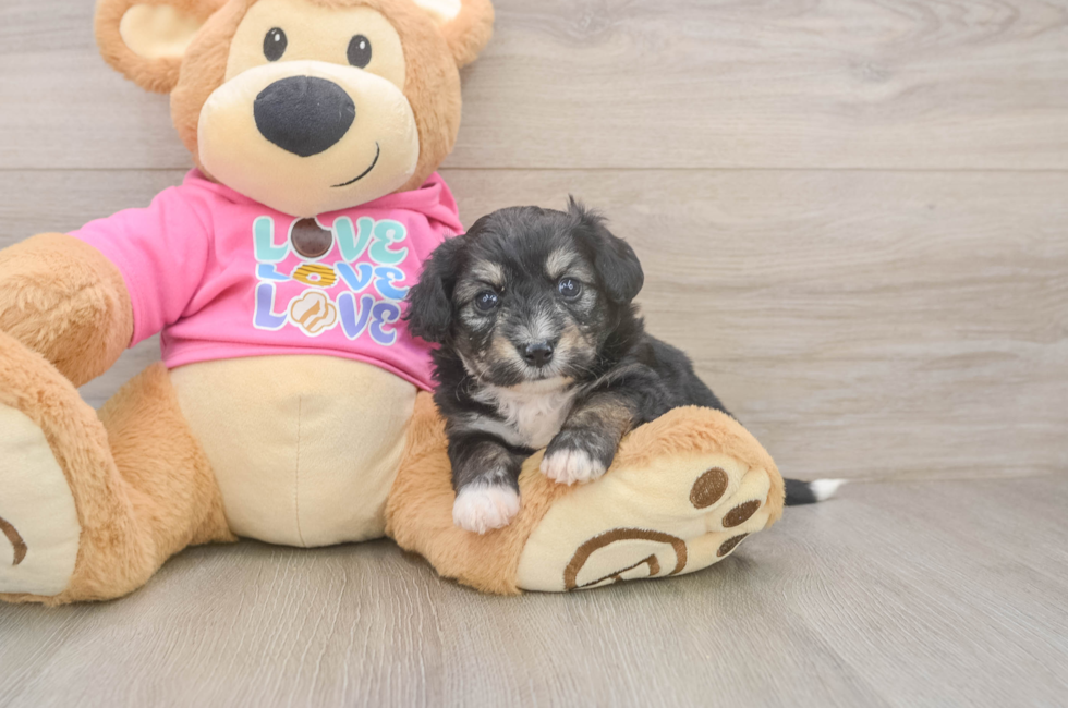 5 week old Aussiechon Puppy For Sale - Lone Star Pups