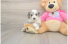 Playful Aussie Bichon Designer Puppy