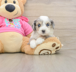 5 week old Aussiechon Puppy For Sale - Lone Star Pups