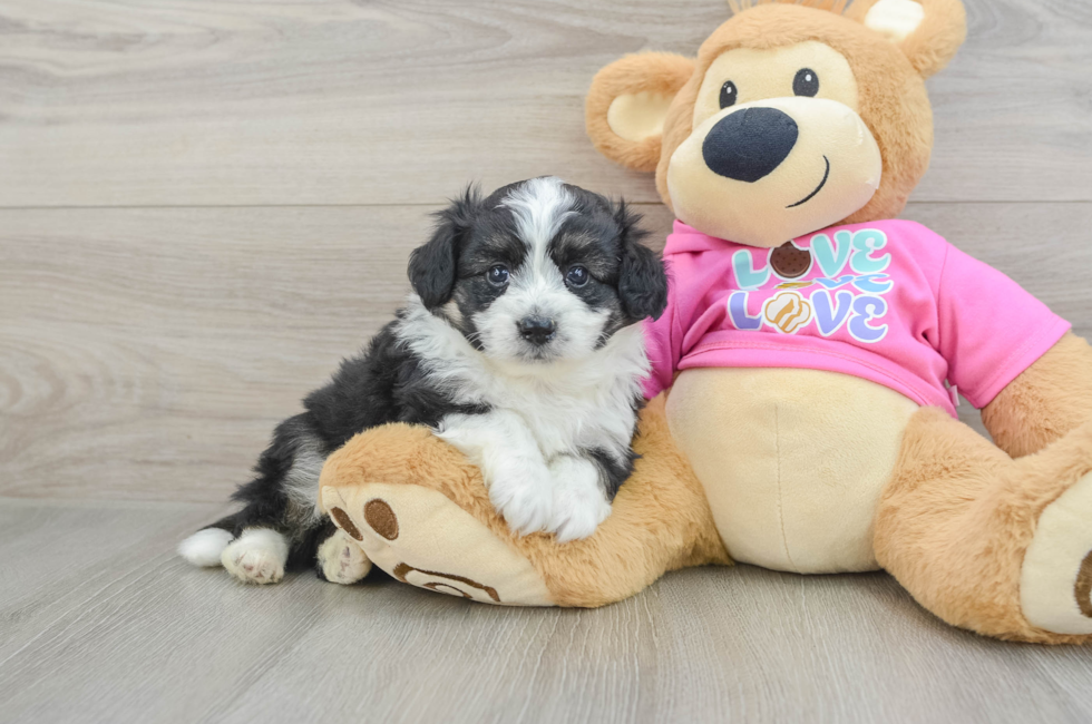 5 week old Aussiechon Puppy For Sale - Lone Star Pups