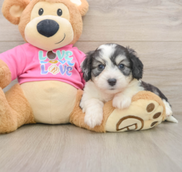 5 week old Aussiechon Puppy For Sale - Lone Star Pups