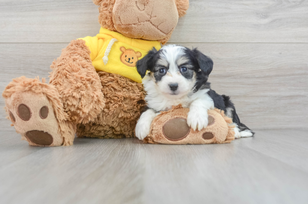 6 week old Aussiechon Puppy For Sale - Lone Star Pups