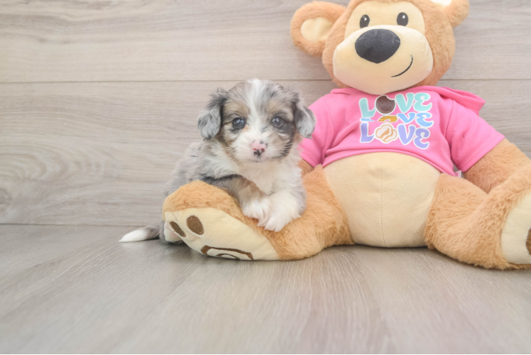 Aussiechon Pup Being Cute