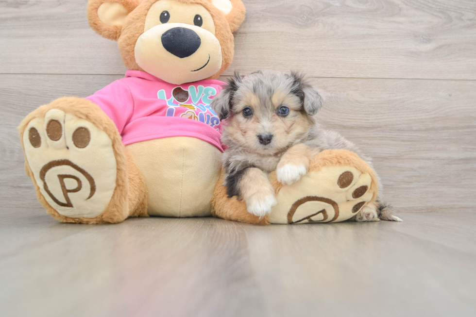 Smart Aussiechon Designer Pup