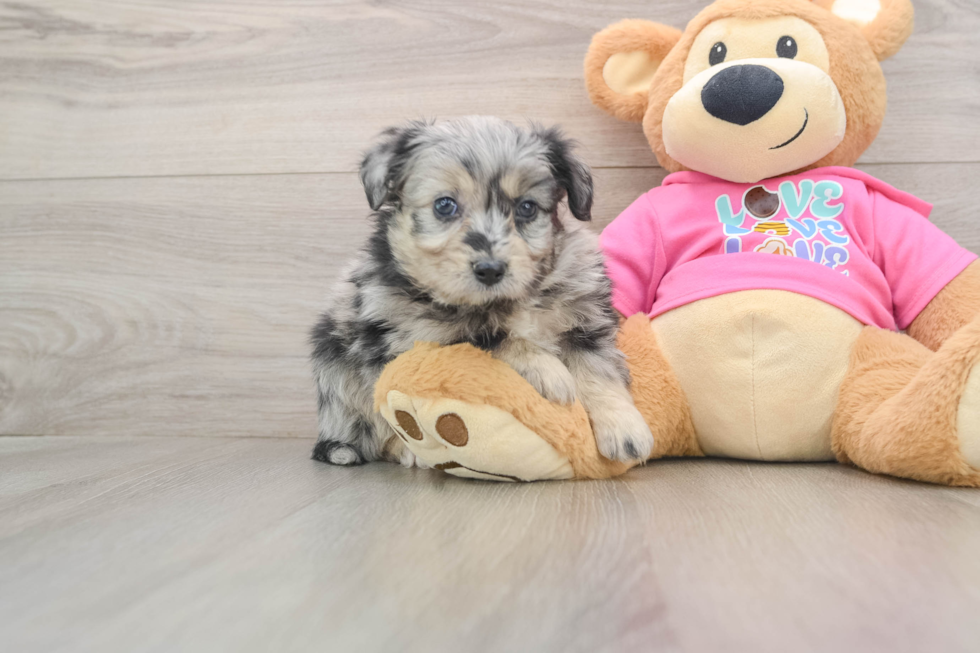 Aussiechon Pup Being Cute