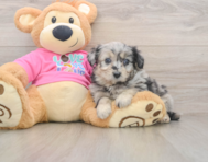5 week old Aussiechon Puppy For Sale - Lone Star Pups