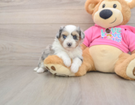 6 week old Aussiechon Puppy For Sale - Lone Star Pups