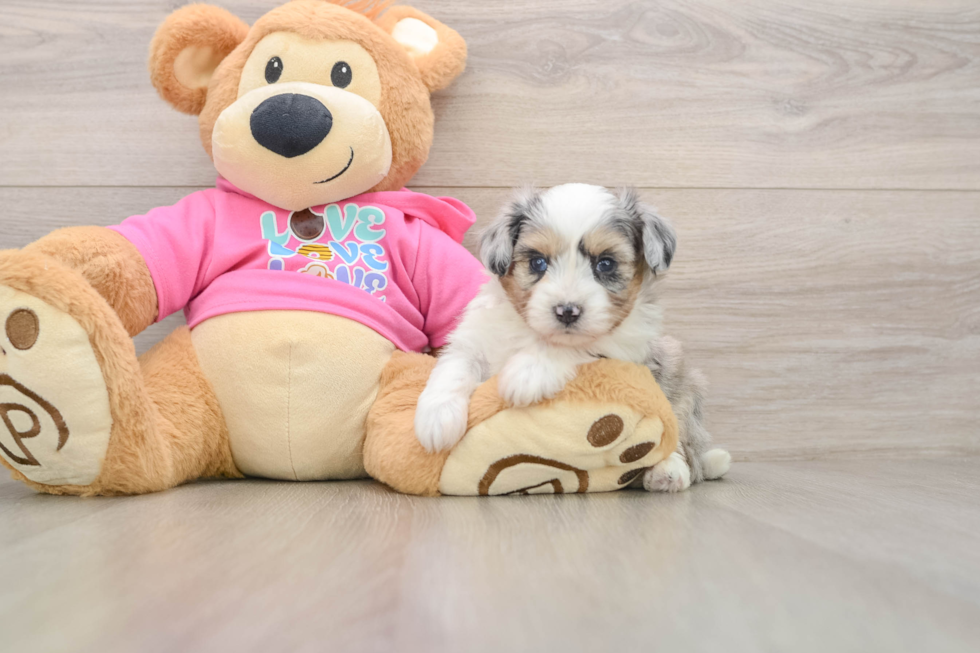 Aussiechon Pup Being Cute