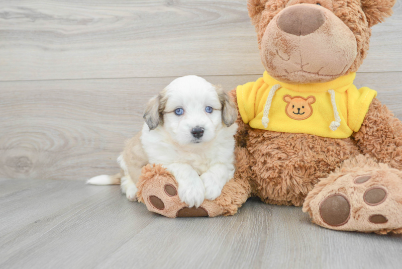 Meet Athena - our Aussiechon Puppy Photo 1/3 - Lone Star Pups