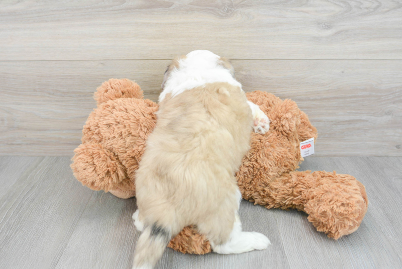 Meet Athena - our Aussiechon Puppy Photo 2/3 - Lone Star Pups