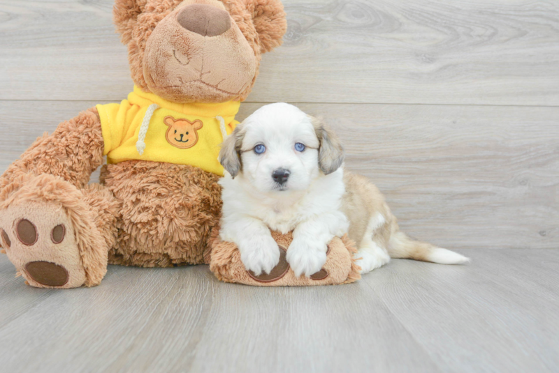 Meet Athena - our Aussiechon Puppy Photo 3/3 - Lone Star Pups