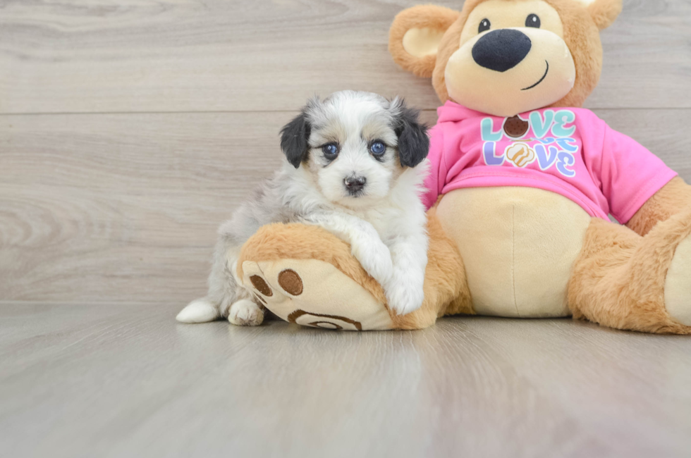 5 week old Aussiechon Puppy For Sale - Lone Star Pups
