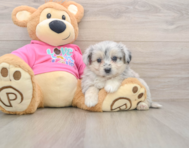 5 week old Aussiechon Puppy For Sale - Lone Star Pups