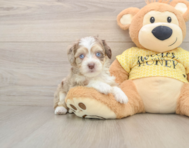 9 week old Aussiechon Puppy For Sale - Lone Star Pups