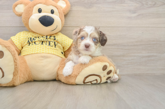 ATHENA, a Aussiechon littermate