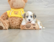 8 week old Aussiechon Puppy For Sale - Lone Star Pups