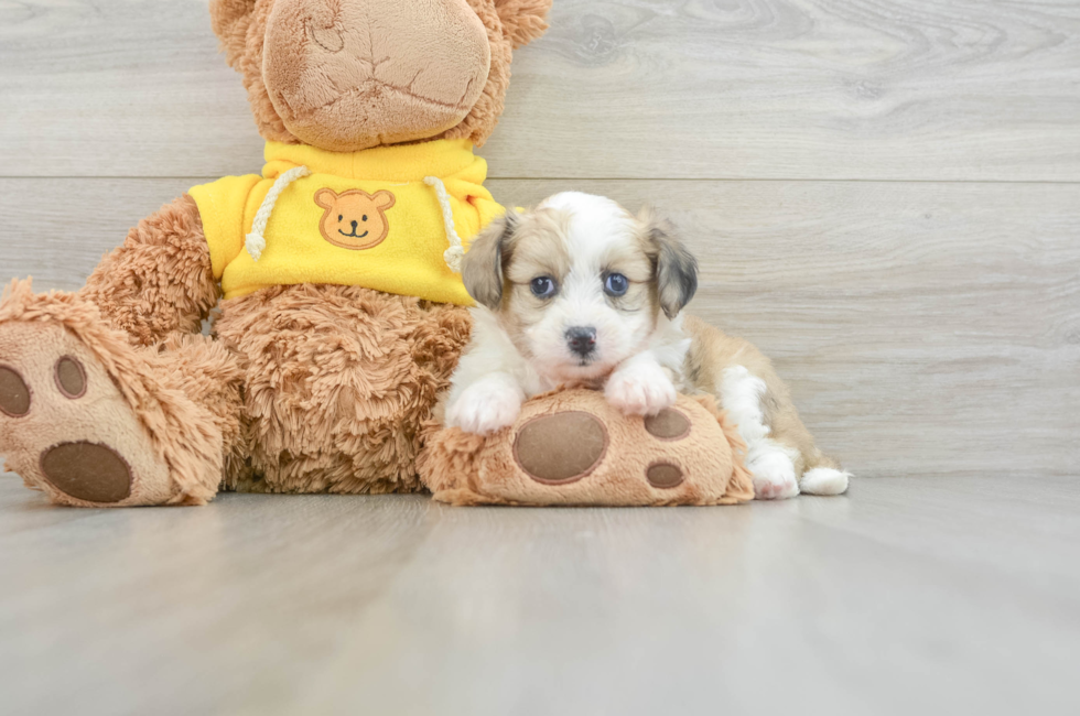 6 week old Aussiechon Puppy For Sale - Lone Star Pups