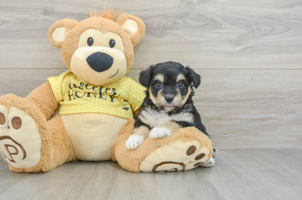 5 week old Aussiechon Puppy For Sale - Lone Star Pups