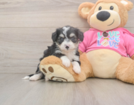 7 week old Aussiechon Puppy For Sale - Lone Star Pups