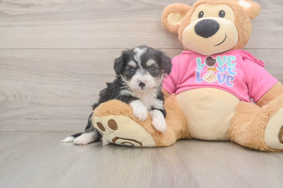 5 week old Aussiechon Puppy For Sale - Lone Star Pups