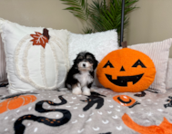9 week old Aussiechon Puppy For Sale - Lone Star Pups