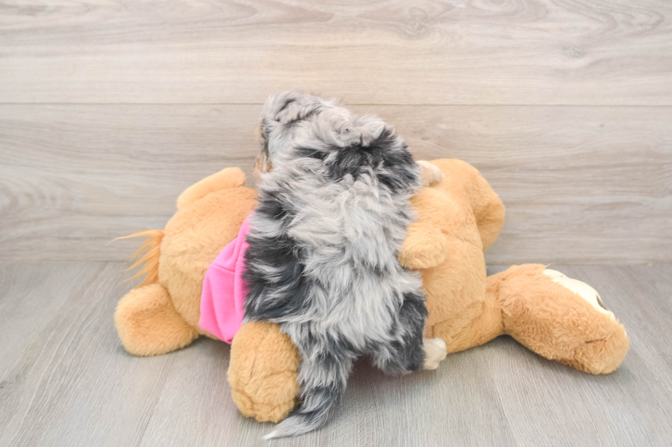 Popular Aussiechon Designer Pup