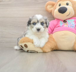 5 week old Aussiechon Puppy For Sale - Lone Star Pups