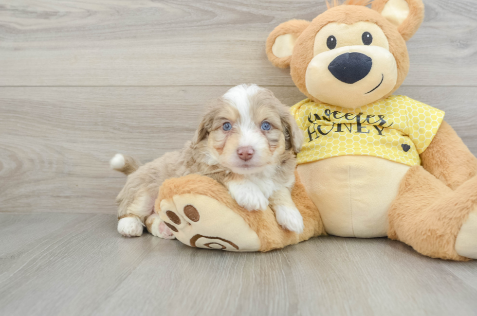 5 week old Aussiechon Puppy For Sale - Lone Star Pups