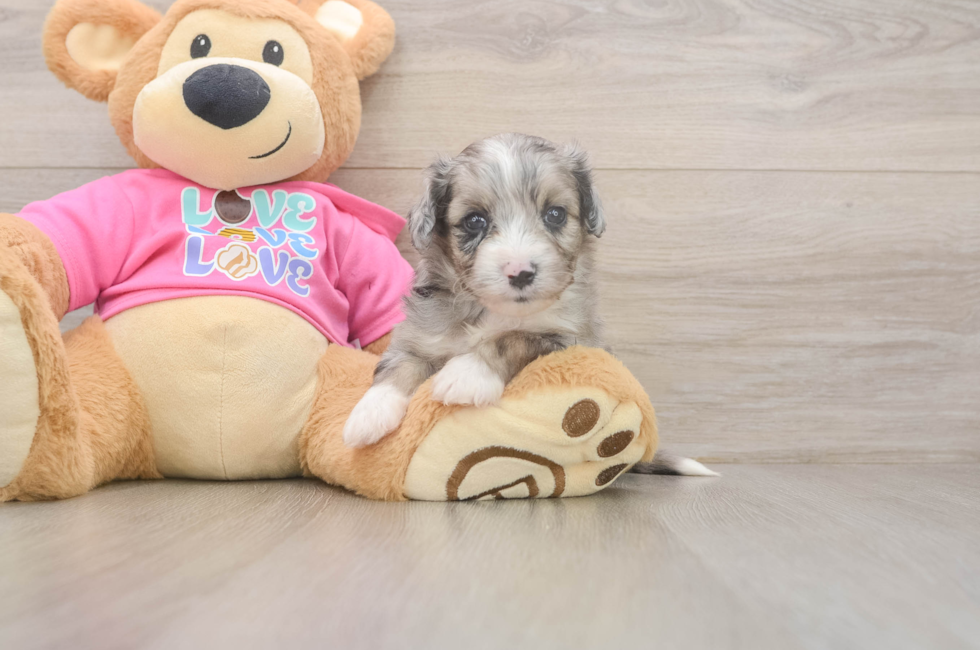 5 week old Aussiechon Puppy For Sale - Lone Star Pups